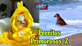 perritos primorosos 2 [upl. by Tobye965]