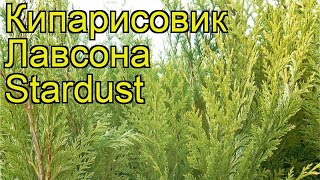 Кипарисовик лавсона Стардаст Краткий обзор описание chamaecyparis lawsoniana Stardust [upl. by Coney152]