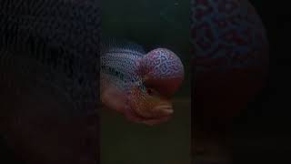 Flowerhorn cencu Indonesia boom head [upl. by Adelice559]