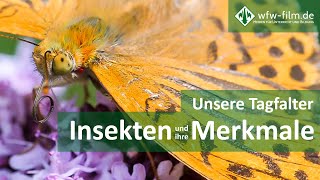 Insekten und ihre Merkmale ‒ Unsere Tagfalter [upl. by Iline]