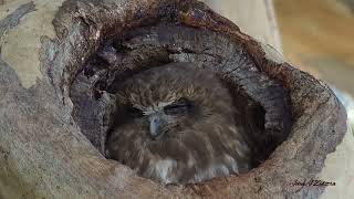 Boobok Owl at Bibra Lake WA [upl. by Ernesto]