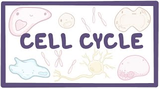 Cell cycle and cell division ClassXIPart4Mitosis or MPhase [upl. by Enytsuj]