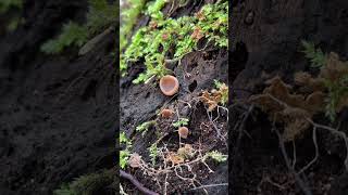 pilze sammeln märz gyromitra ancilis lorchel [upl. by Whall]