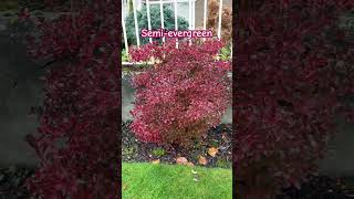 Fall Color Girards quotHot Shotquot Azalea [upl. by Kirby125]