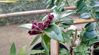 Beautiful Hanging Blooming Lipstick Plant  Aeschynanthus Radicans  Houseplant Ideas [upl. by Dachy]