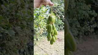 বিলিম্বি bilimbi [upl. by Siladnerb36]