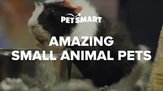 PetSmarts Amazing Small Animal Pets [upl. by Nolyarg]