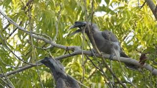 Indian Grey Hornbills Mating Call n enjoying berries [upl. by Notlim]