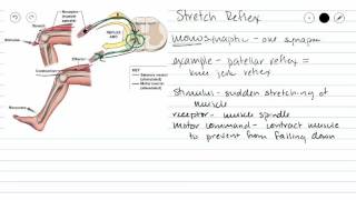 Monosynaptic Reflex [upl. by Davison]