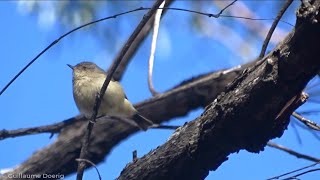 Buffrumped Thornbill Acanthiza reguloides  ChilternMt Pilot National Park Victoria AUSTRALIA [upl. by Kuehnel]