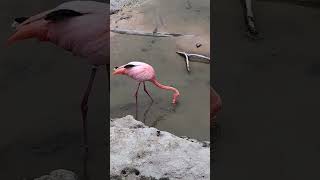 The Galapagos flamingo feeding Phoenicopterus ruber glyphorhynchus [upl. by Oswell]