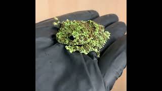 Unveiling Natures Masterpiece The Vietnamese Mossy Frog [upl. by Niatsirt807]