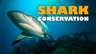 Shark Conservation Safeguarding the Future of Our Ocean [upl. by Chanda533]