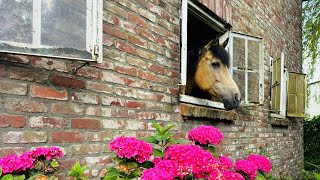 Dutch Retreat 1Lepelstraat Time for Friends and Inner Peace farm and farmhouse in the south of NL [upl. by Gnuy]