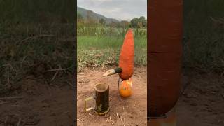 Survival skills steam bad water in Carrot camping bushcraft outdoors [upl. by Fenelia61]