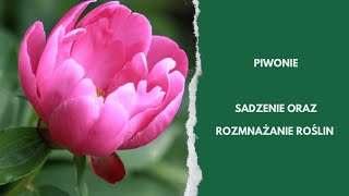 Piwonie kiedy i jak sadzić by pięknie kwitły [upl. by Eemiaj]