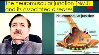 The neuromuscular junction NMJ and its associated diseases  Lectures by Dr Alamzeb [upl. by Aicele]