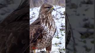 Common buzzard callhawkbirds birdsoundsbirdslovermamatv8542 [upl. by Clevie765]