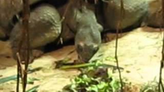 Giant turtles at Zoo Vienna [upl. by Eynaffit511]