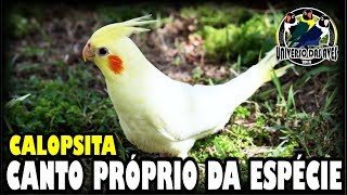 CALOPSITA  CANTO PRÓPRIO DA ESPÉCIE [upl. by Ellenehc]