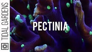 Pectinia  The Next Big Thing [upl. by Nivled]