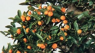 How to graft citrus and Kumquat [upl. by Haily]