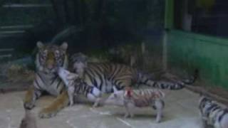 MOTHER TIGER ADOPTS PIGLETS [upl. by Lyndell386]