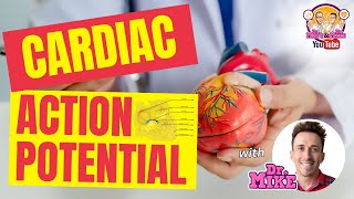 Cardiac Action Potentials [upl. by Lovett]