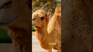 Shortscameltrendingviralshorts camelracing factsinhindi rareanimals animalfactsvideo [upl. by Spohr799]