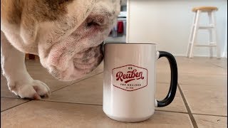 Reuben the Bulldog Updates Stuff and Things [upl. by Tigram403]