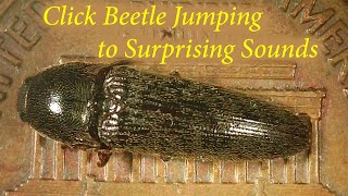 Click Beetle Jumping to Surprising Sounds [upl. by Mariann619]