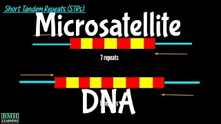 Microsatellite DNA  VNTRs  SSR Markers  Simple Sequence Repeats [upl. by Kaleena]