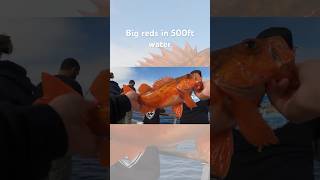 Red Rockfish Tacos rockfishing red tacos [upl. by Yartnod161]