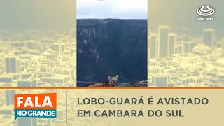 LOBO GUARÁ É AVISTADO EM CAMBARÁ DO SUL  Fala Rio Grande 05032024 [upl. by Ingelbert]