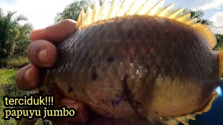 VIDEO TANPA SKIP TERCIDUK PAPUYU JUMBO SEBANGAU [upl. by Gamin520]