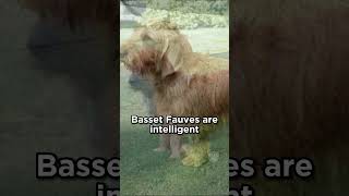 Basset Fauve de Bretagne from France dogs [upl. by Light]