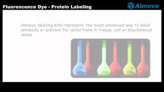 Fluorescence Dye  Protein Labeling [upl. by Heimlich]