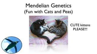 Mendelian Genetics  Fun with Cats and Peas [upl. by Meggi2]