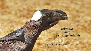 Strange Animals of Ethiopia [upl. by Welsh]