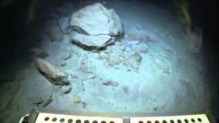 Giant deepsea isopod swims away [upl. by Rumit]