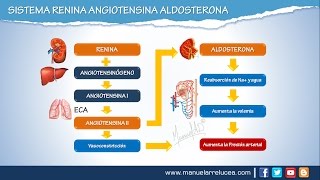 SISTEMA RENINA ANGIOTENSINA ALDOSTERONA  Morfofisiología [upl. by Sella535]