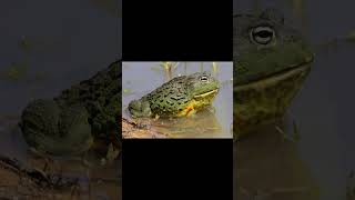 RingNecked Spitting Cobra and African Bullfrog [upl. by Esej]