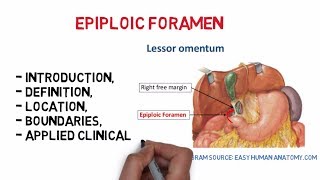 Epiploic foramen Easy notesanatomy [upl. by Etteiram907]