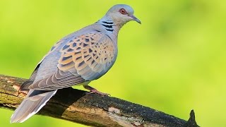 Turtle Dove birds in spring [upl. by Niela]