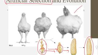 Notes for IB Biology Chapter 51 [upl. by Atreb]