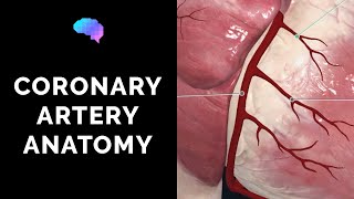 Coronary Artery Anatomy 3D Anatomy Tutorial  UKMLA  CPSA [upl. by Annohsal]