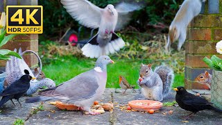 Cat TV for Cats to Watch 😺 Birds amp Playful Squirrels Throw a Lively Patio Party 🕊️ Videos for Cats [upl. by Lacefield385]