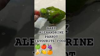 BABY ALEXANDRINE PARROT FAVOURITE FOODparroteducationparrothealthfoodparrotalexanderparrot [upl. by Scheld]