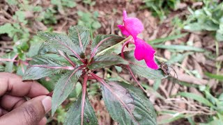 How to grow impatiens from cuttings [upl. by Dasteel70]