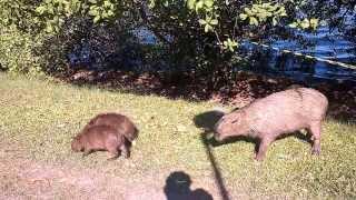 Capivara ataca na Lagoa 15 03 2014 [upl. by Etterraj865]